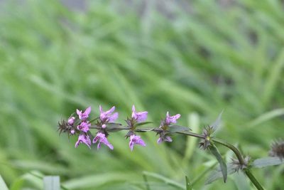 Stachys palustris, photographed by Марина Садыкова
