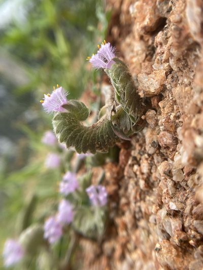 Cyanotis tuberosa, photographed by Swarochi Tathagath