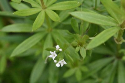 Galium rivale, photographed by Марина Садыкова