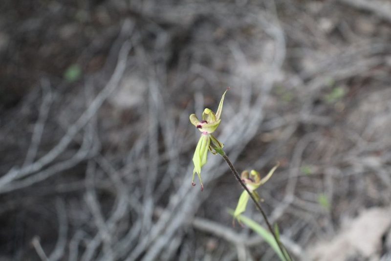 Caladenia brevisura, photographed by Em Lamond