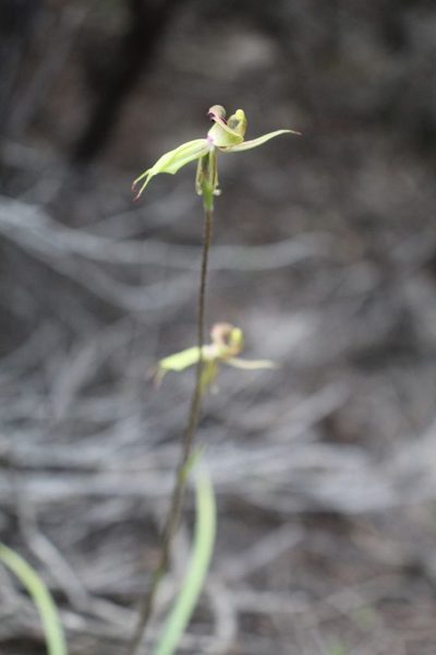 Caladenia brevisura, photographed by Em Lamond