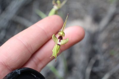 Caladenia brevisura, photographed by Em Lamond