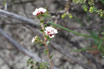 Taxandria spathulata, photographed by Em Lamond