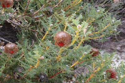 Banksia baxteri, photographed by Em Lamond