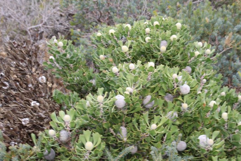 Isopogon trilobus, photographed by Em Lamond
