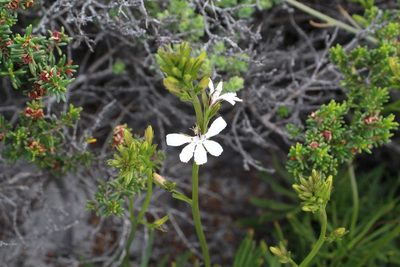 Goodenia scapigera, photographed by Em Lamond