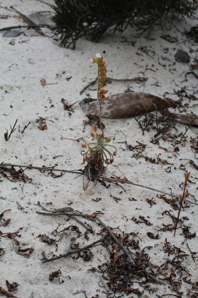 Drosera scorpioides, photographed by Em Lamond