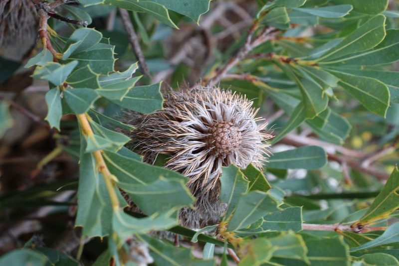 Banksia oreophila, photographed by Em Lamond