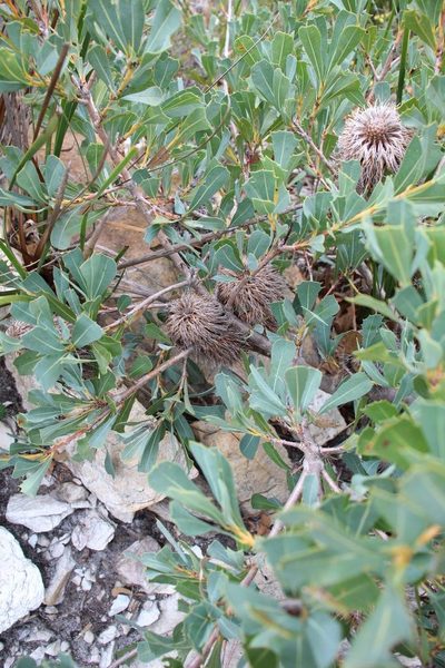 Banksia oreophila, photographed by Em Lamond