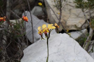 Diuris brachyscapa, photographed by Em Lamond
