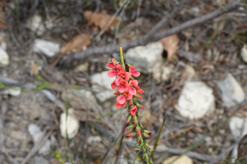 Sphaerolobium drummondii, photographed by Em Lamond