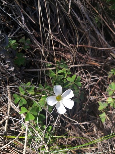 Oxalis lanata, photographed by Tim Kirsten