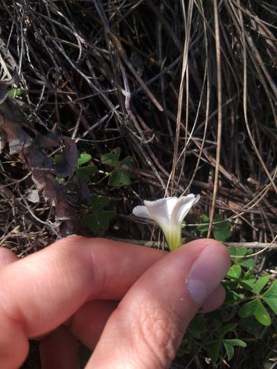 Oxalis lanata, photographed by Tim Kirsten