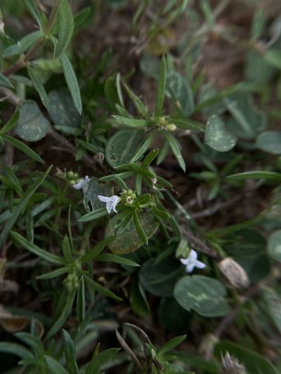 Kohautia attenuata, photographed by Swarochi Tathagath