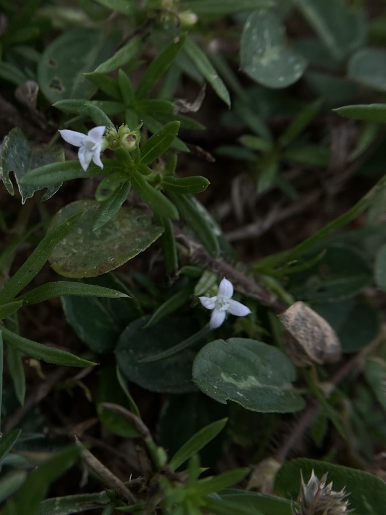 Kohautia attenuata, photographed by Swarochi Tathagath