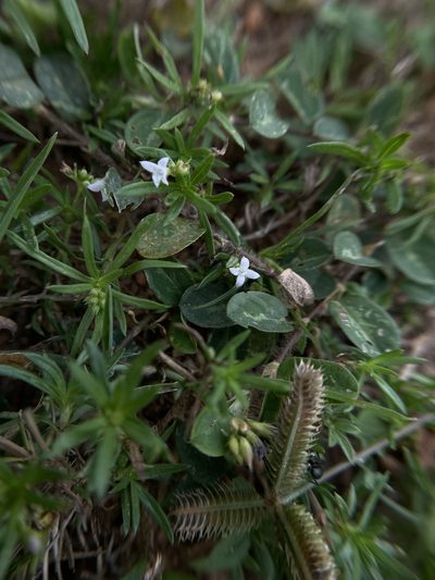 Kohautia attenuata, photographed by Swarochi Tathagath