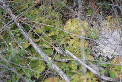Drosera zonaria, photographed by Em Lamond