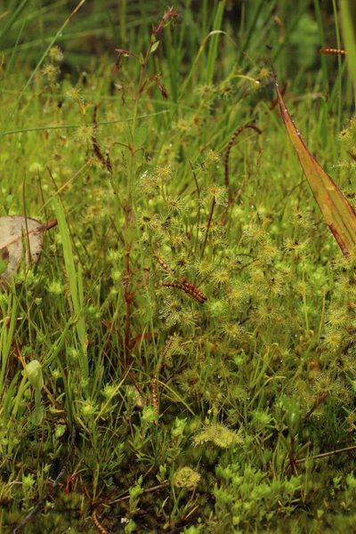 Drosera ramellosa, photographed by Em Lamond