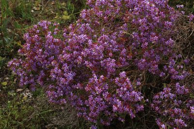 Calytrix leschenaultii, photographed by Em Lamond