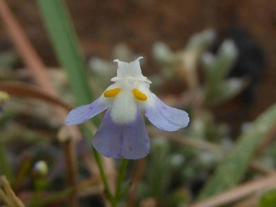 Linderniella wilmsii, photographed by Andrew Hankey
