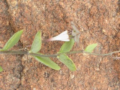 Ceropegia collaricorona, photographed by Andrew Hankey