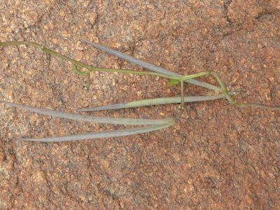 Ceropegia collaricorona, photographed by Andrew Hankey