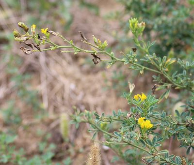 Medicago falcata, photographed by Юрий Данилевский (Yuriy Danilevsky)