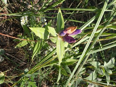 Gentiana andrewsii, photographed by Mary Krieger