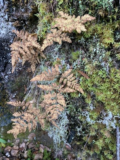 Gymnocarpium continentale, photographed by Reuven Martin