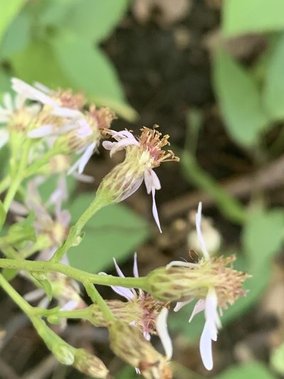 Eurybia schreberi, photographed by Reuven Martin