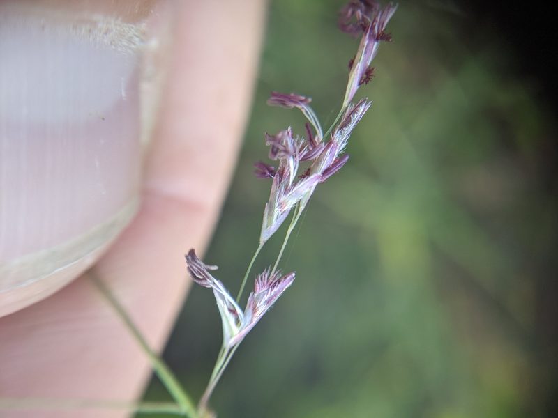 Triplasis purpurea, photographed by Cleveland Powell