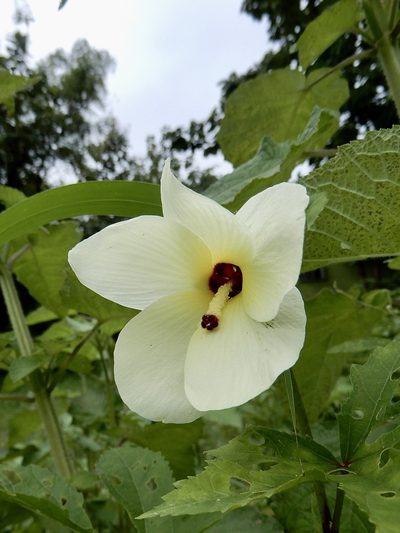 Abelmoschus manihot, photographed by Seema Merchant