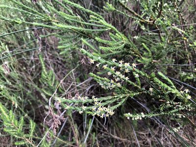 Struthiola striata, photographed by Caroline Voget
