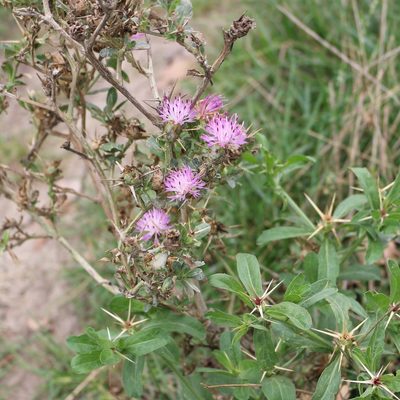 Centaurea iberica, photographed by Юрий Данилевский (Yuriy Danilevsky)