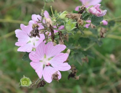 Malva thuringiaca, photographed by Юрий Данилевский (Yuriy Danilevsky)