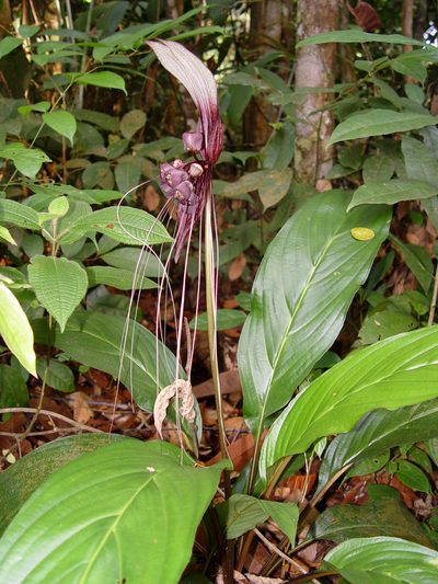 Tacca cristata, photographed by Cheongweei Gan