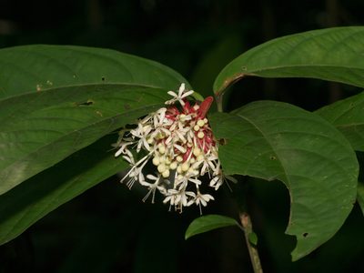 Clerodendrum deflexum, photographed by Cheongweei Gan