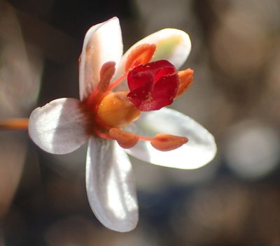 Pharnaceum confertum, photographed by Nicola van Berkel