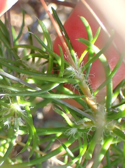 Pharnaceum confertum, photographed by Nicola van Berkel