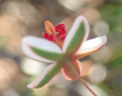 Pharnaceum confertum, photographed by Nicola van Berkel