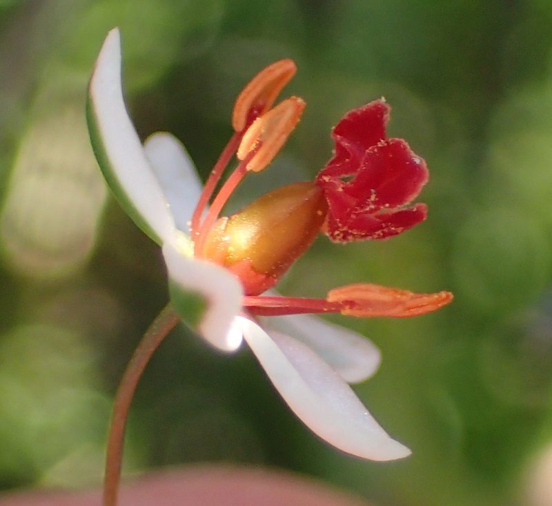 Pharnaceum confertum, photographed by Nicola van Berkel
