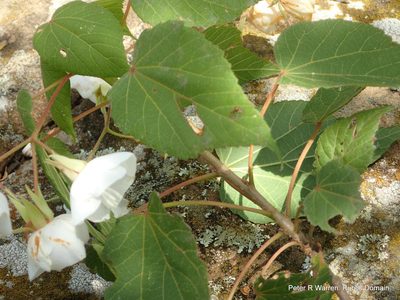 Dombeya tiliacea, photographed by Peter Warren