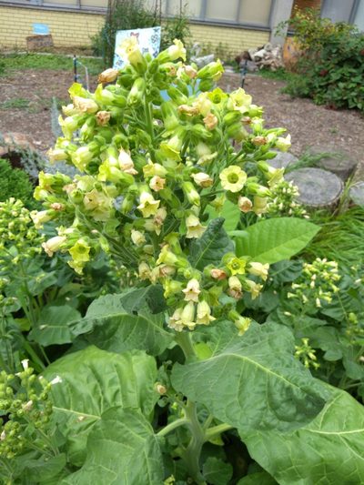 Nicotiana rustica, photographed by Neville Park