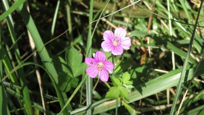 Geranium thunbergii, photographed by yajapin