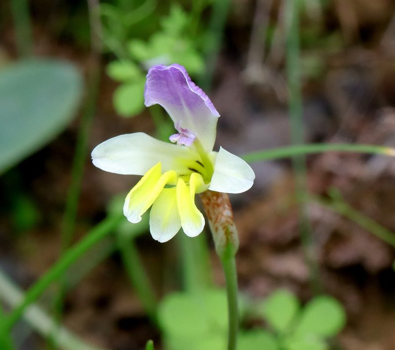Sparaxis villosa, photographed by Cecile Roux