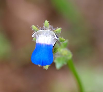 Nemesia barbata, photographed by Cecile Roux
