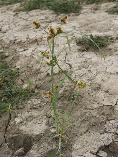 Cyperus glomeratus, photographed by Юрий Данилевский (Yuriy Danilevsky)