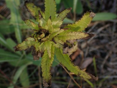 Pedicularis lanceolata, photographed by Mary Krieger