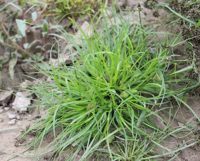Cyperus michelianus, photographed by Юрий Данилевский (Yuriy Danilevsky)