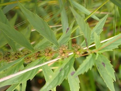 Lycopus uniflorus, photographed by Mary Krieger
